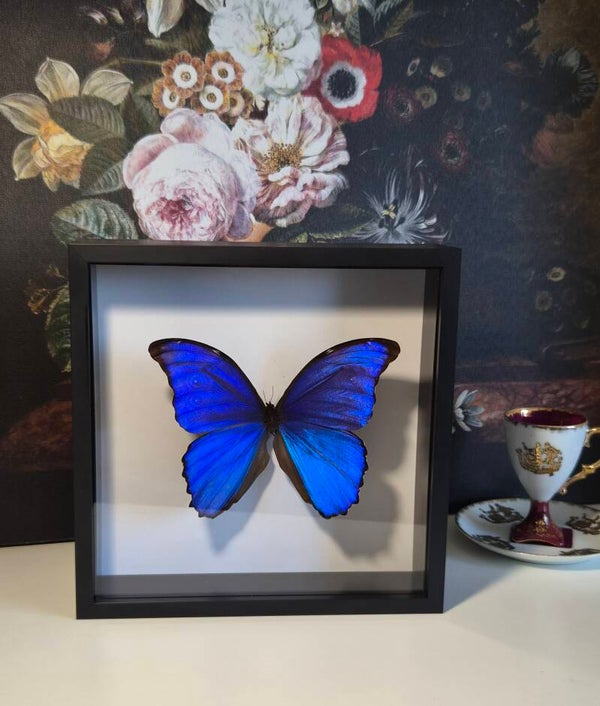 Morpho diddius