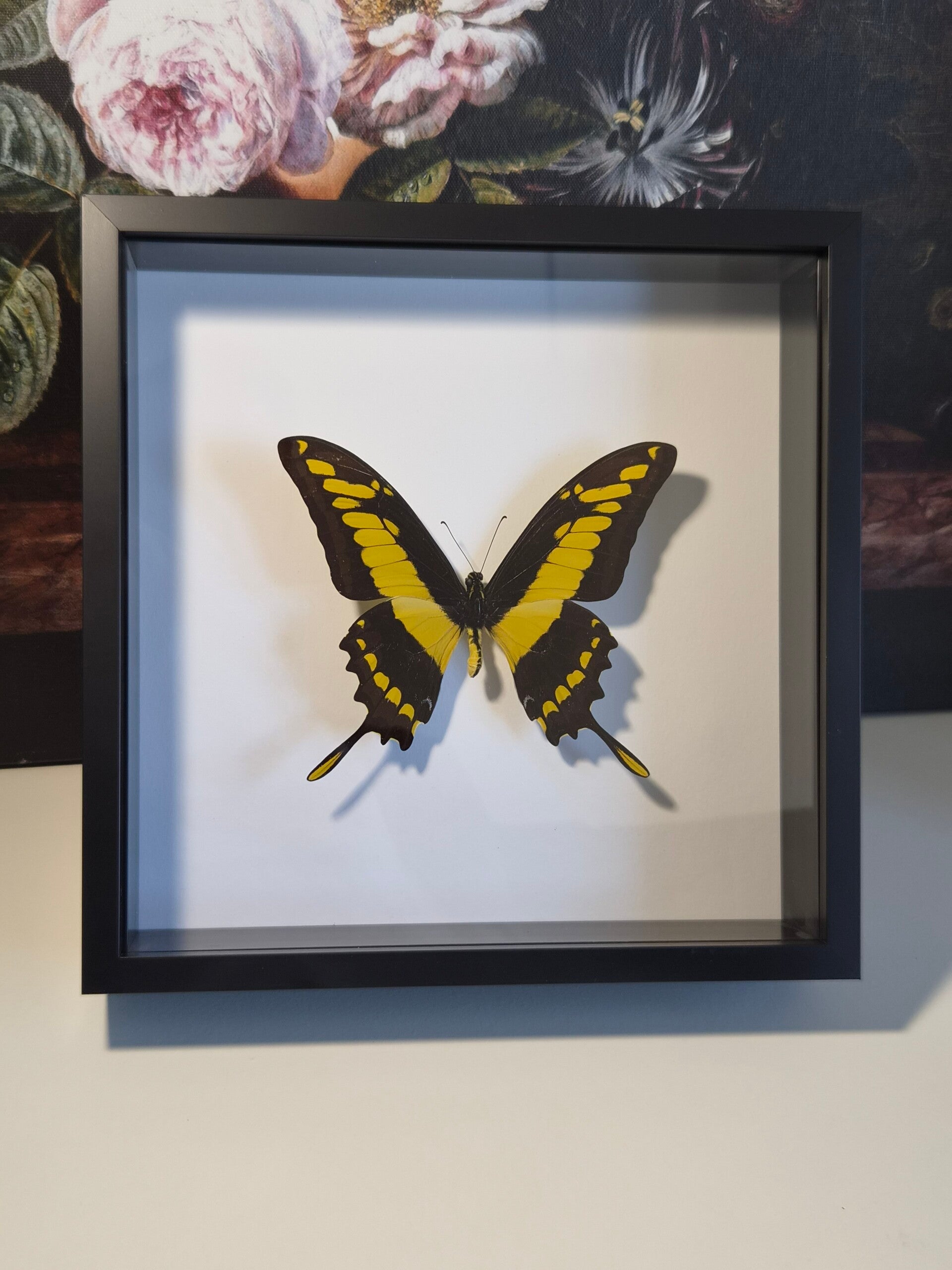 Papilio Thoas