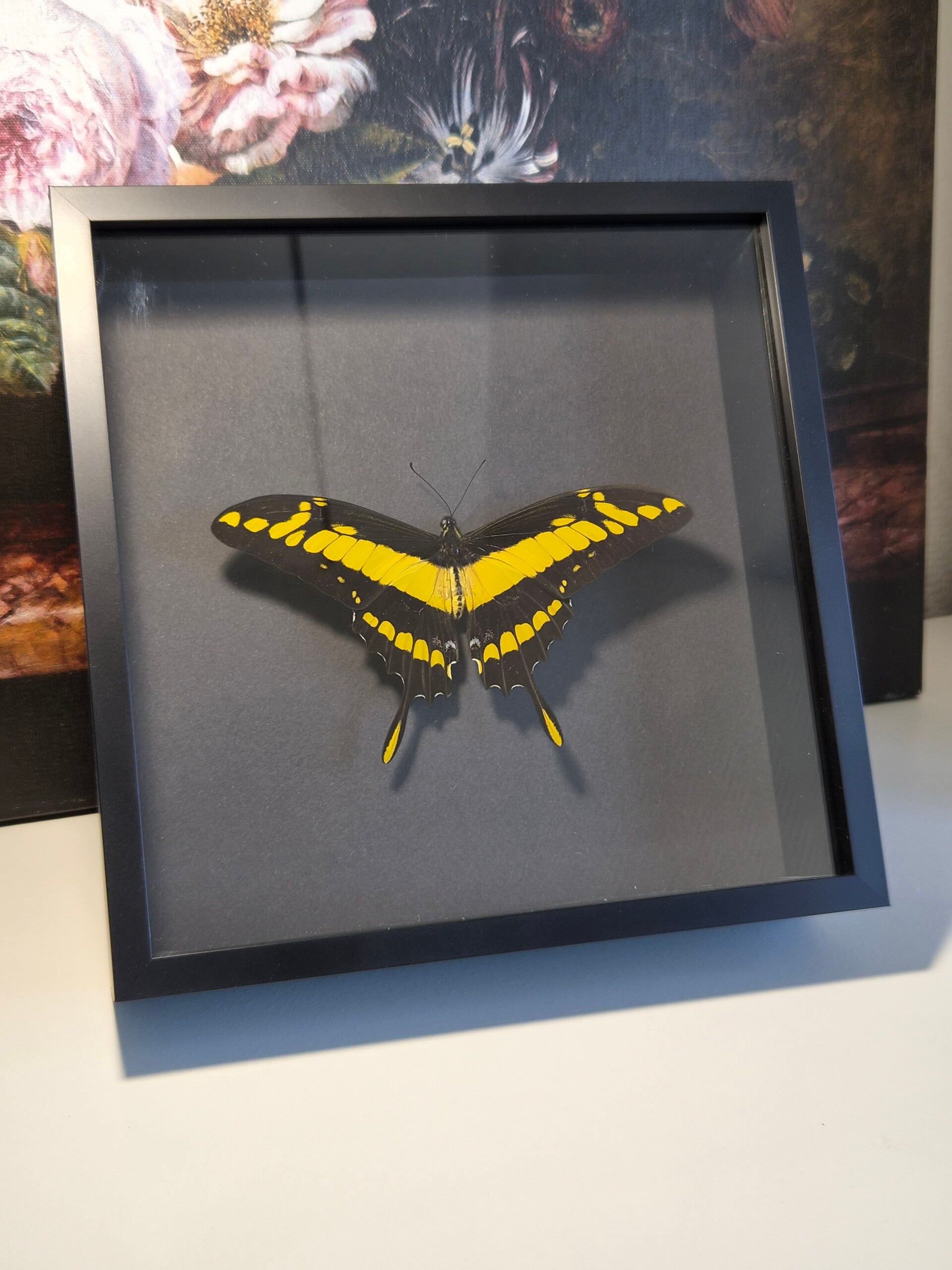 Papilio Thoas