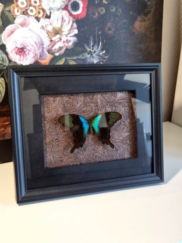 Papilio Peranthus