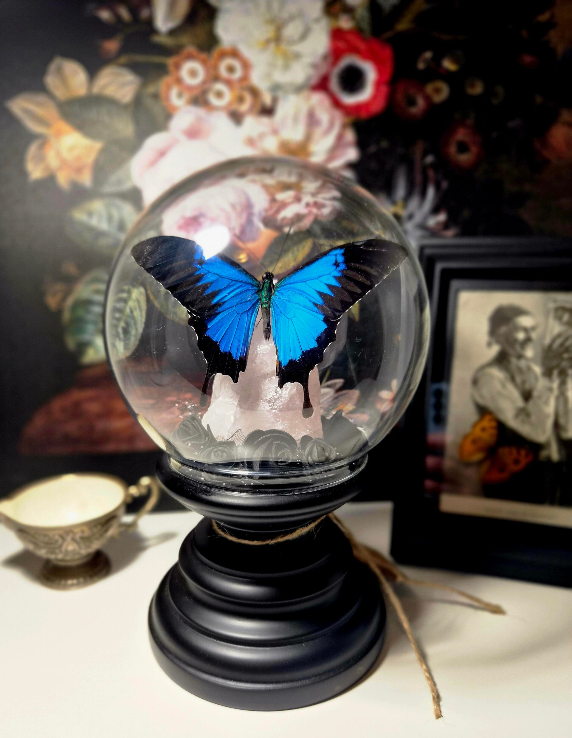 Papilio ulyses