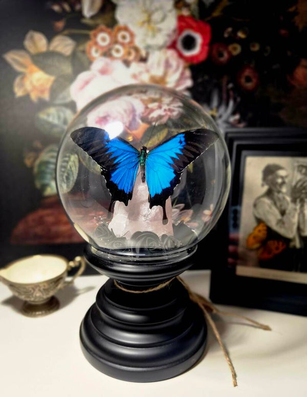 Papilio ulyses
