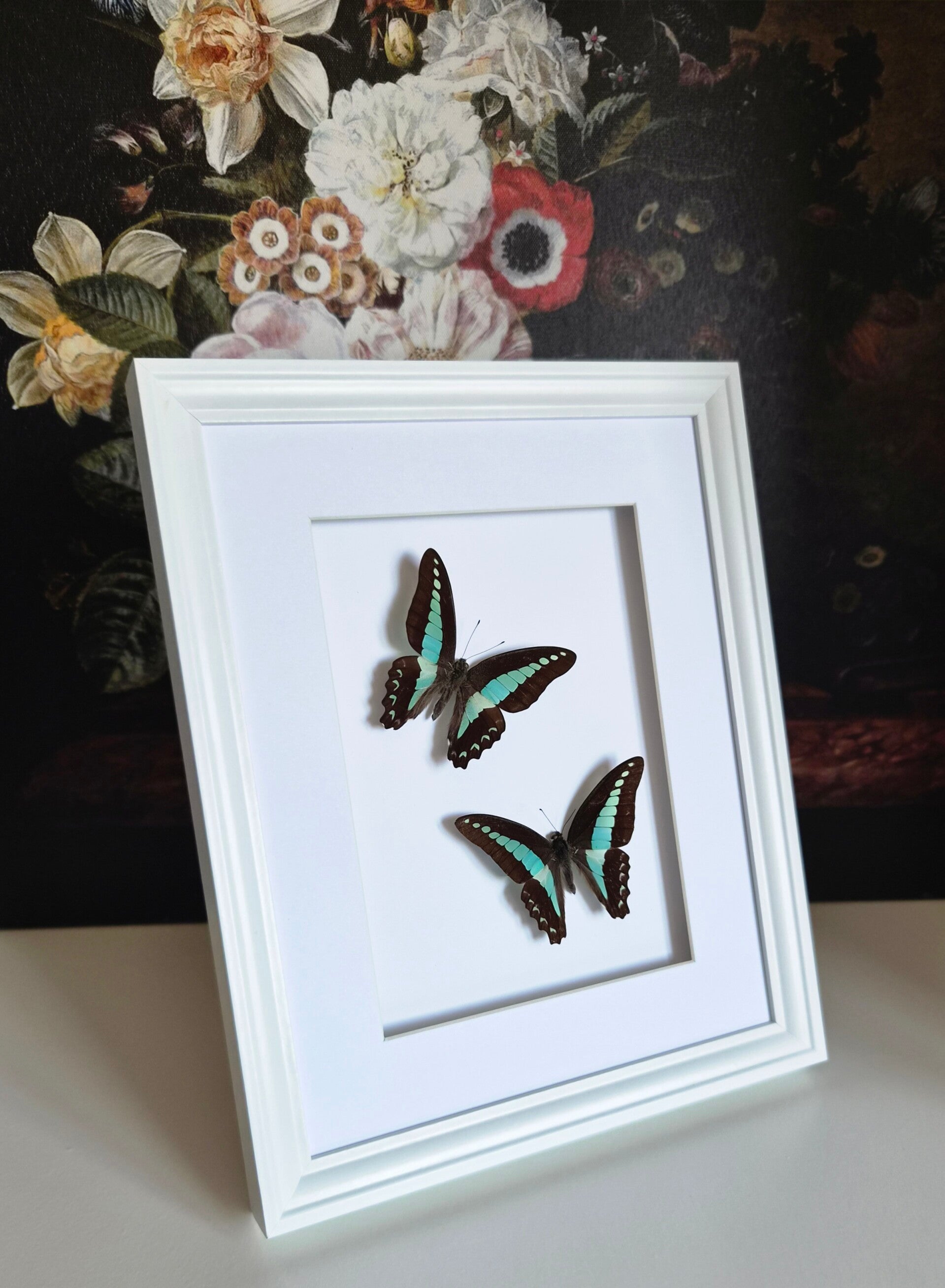 Graphium sarpedon