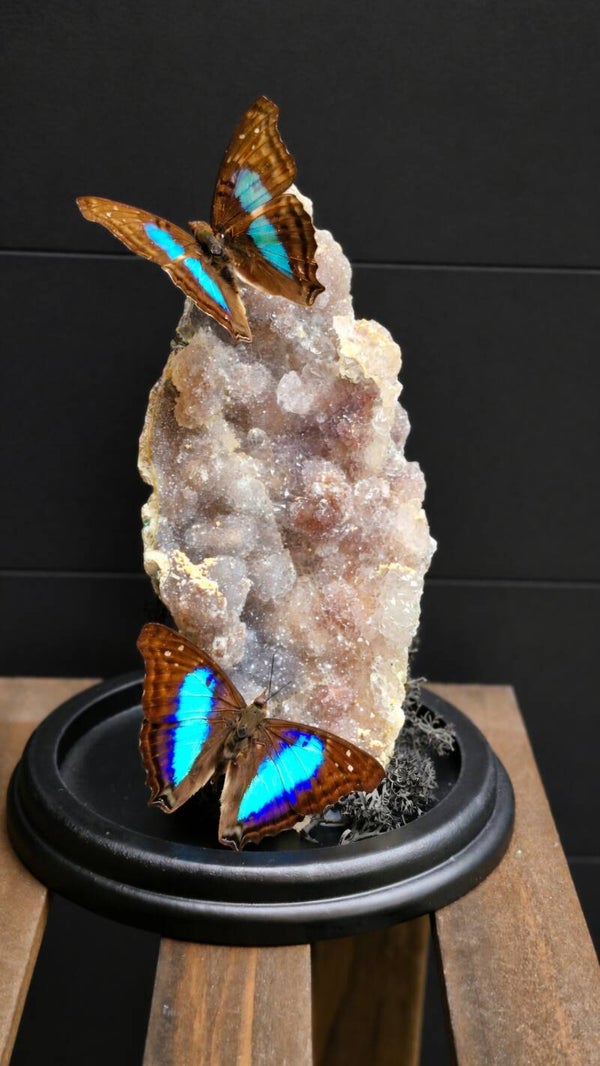 Doxocopa cherubina amethist