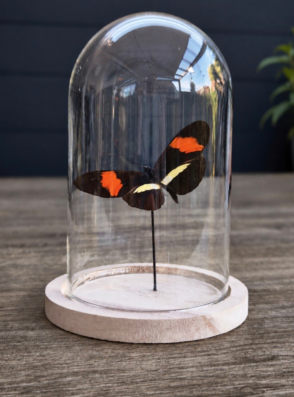 Heliconius melpomene