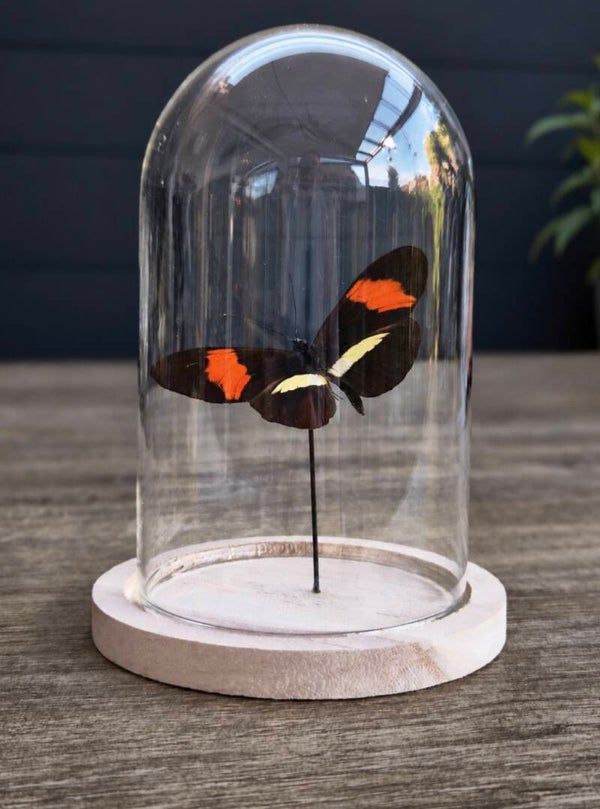 Heliconius melpomene