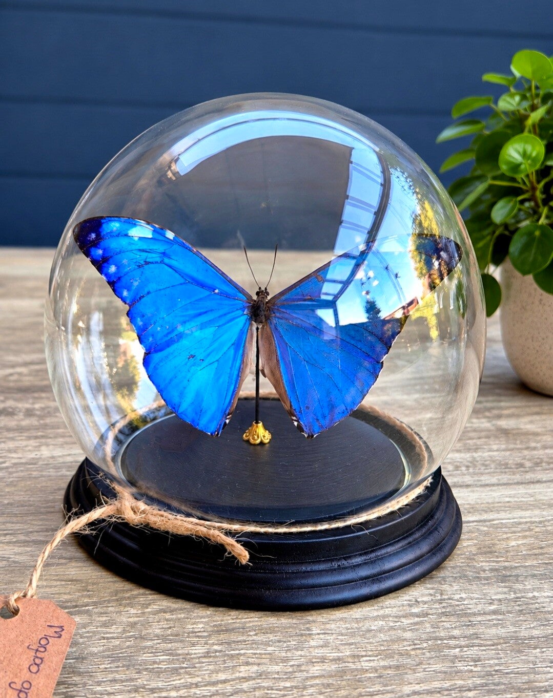 Morpho adonis