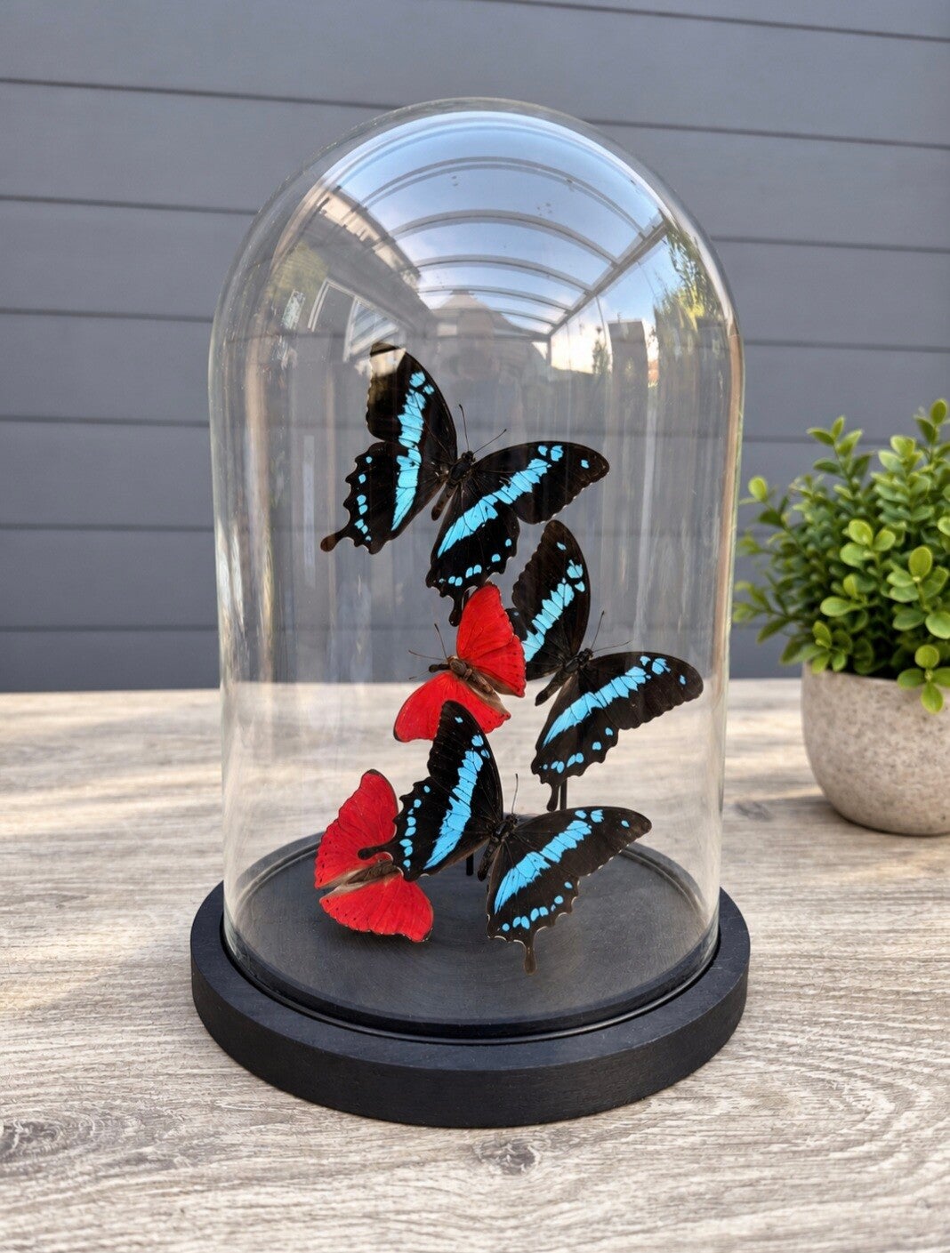 Papilio oribazus, cymothoe sangaris