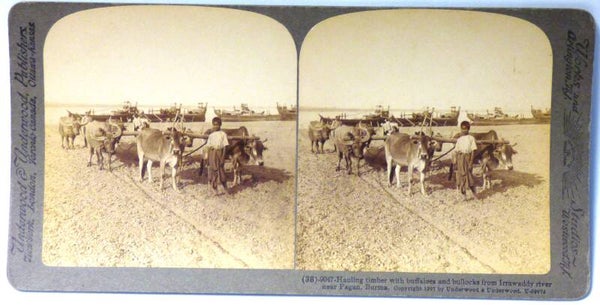 CARTE STEREO PHOTOGRAPHIQUE 3D - 90 x 180 mm HAULING TIMBER WITH BUFFALOES AND BULLOCKS FROM IRRAWADDY RIVER NEAR PAGAN BURMA