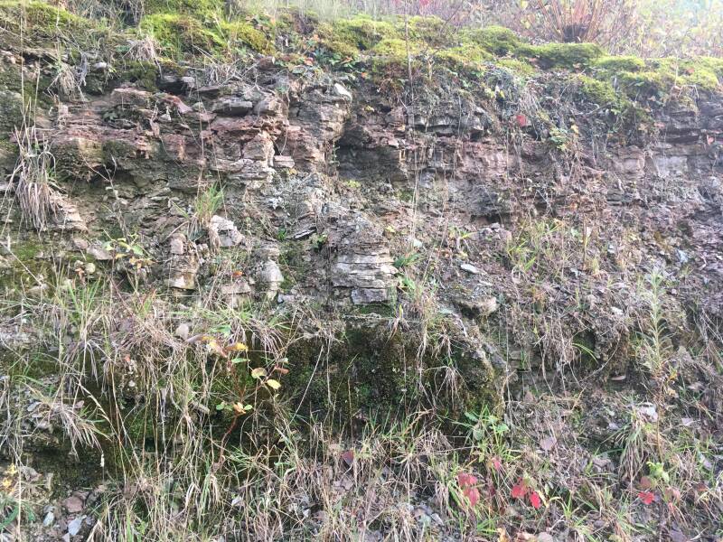 Foto van ontsluiting van Muschelkalk bij Winterswijk, die gelaagdheid laat zien.
