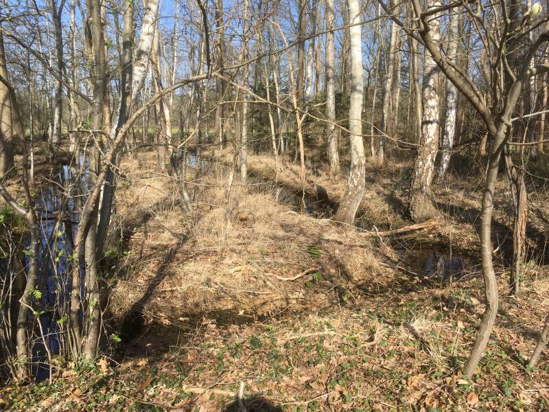 Foto van rabatten in de Beerninkhoek in Ratum