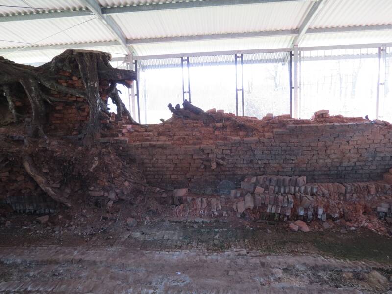 Veldoven langs de Winkelstegge in Woold