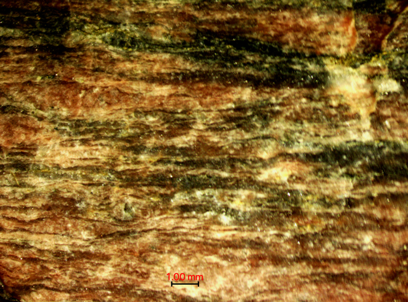 Microscoop foto van genis gevonden bij de Muschelkalk groeve