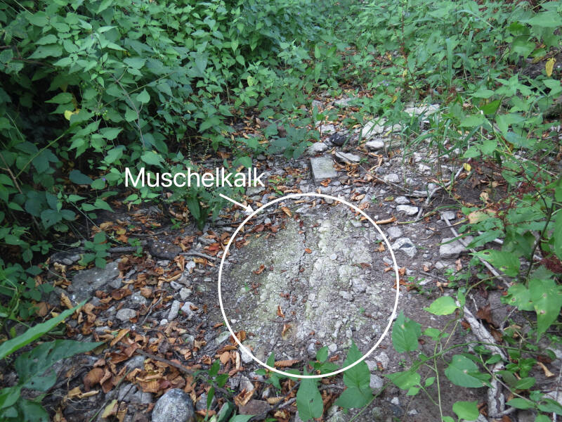 Foto van platen Muschelkalk in de bedding van de Willinkbeek 