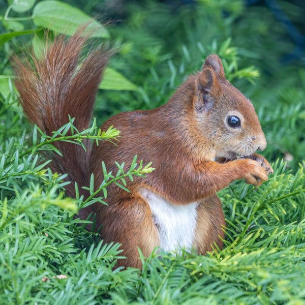 Punkie eet nootje