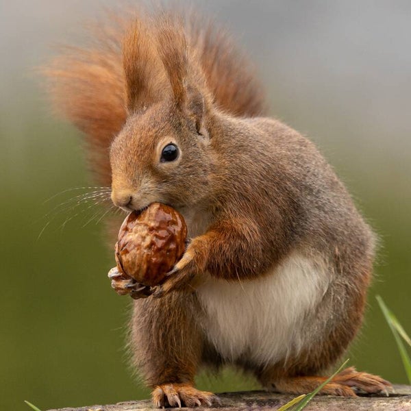 Punkie, eet nootje