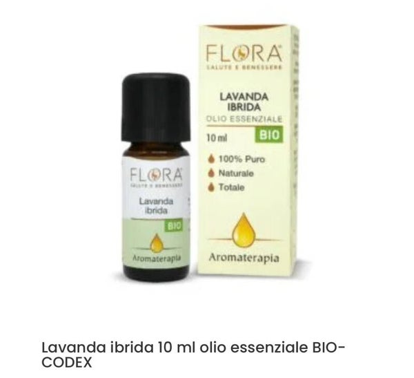 LAVANDA IBRIDA