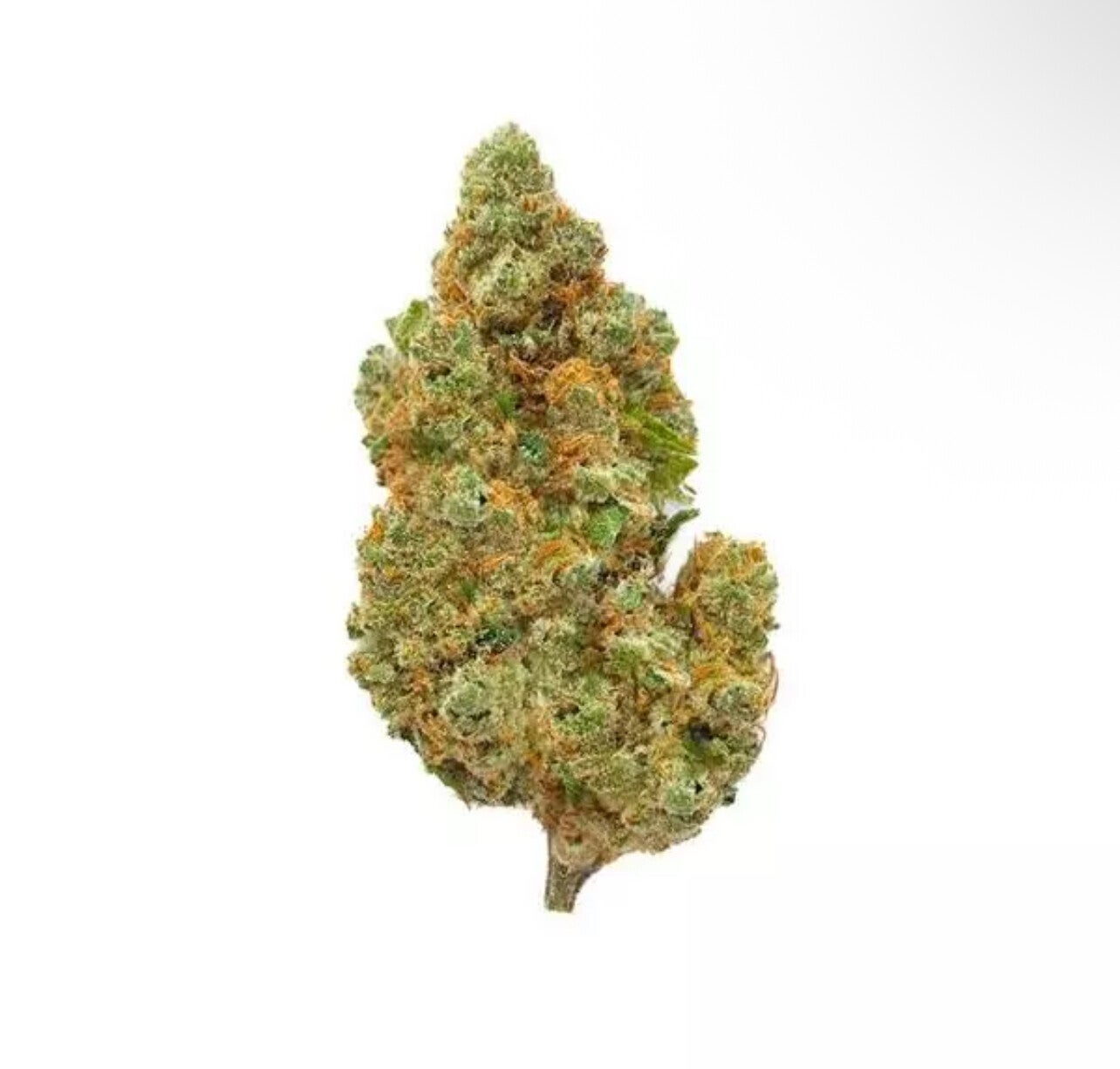 Amnesia Haze CBD – Big Bud – Indoor Hydro
