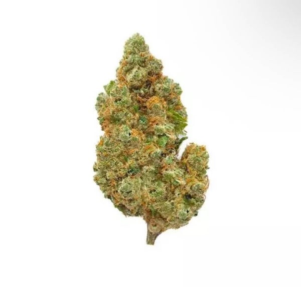 Amnesia Haze CBD – Big Bud – Indoor Hydro