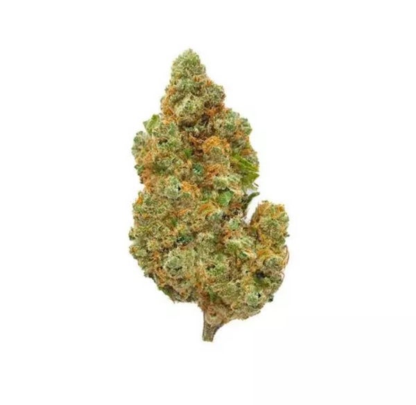 Amnesia Haze CBD – Big Bud – Indoor Hydro