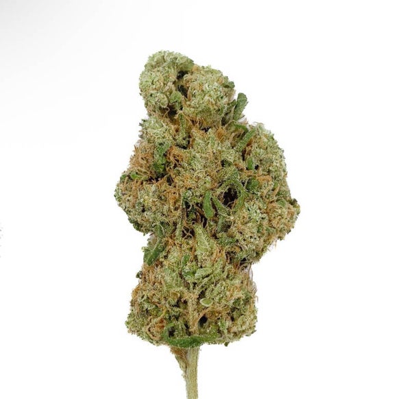 Mango Rainbow CBD – Big Bud – Indoor-Hydro