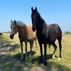 img_0111-standard-9hh4qd.jpg