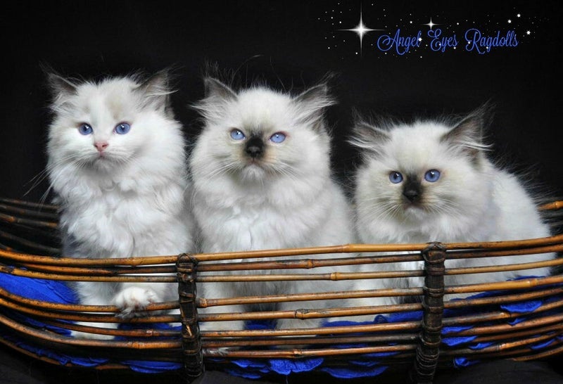 Angel Eyes Ragdolls