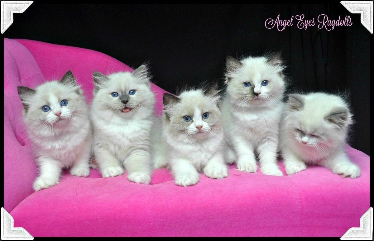 Angel Eyes Ragdolls