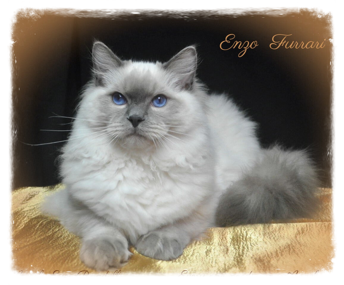 THE STUDS | Angel Eyes Ragdolls