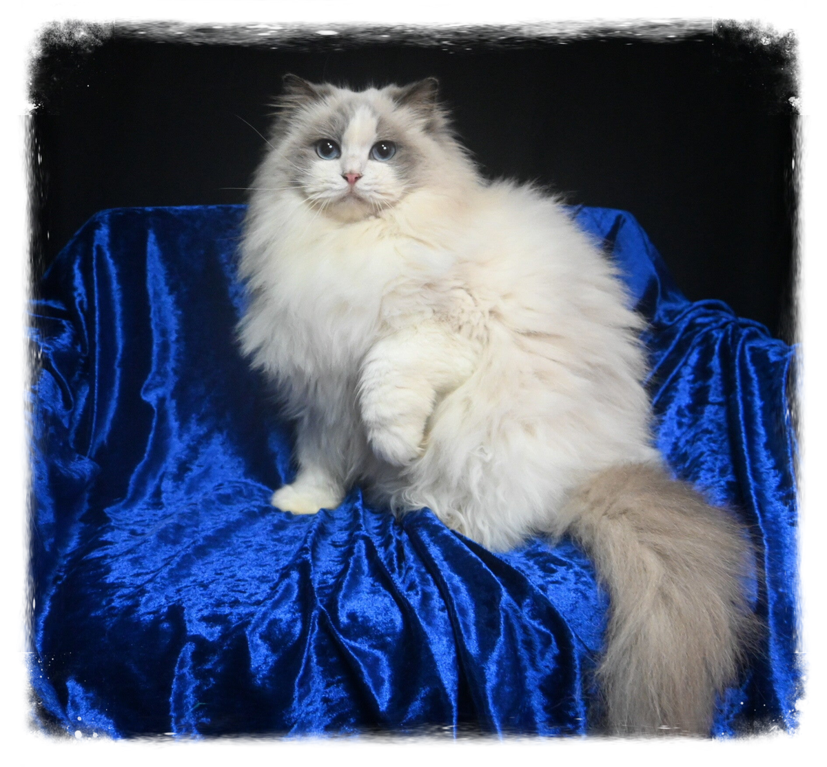 ANGELS | Angel Eyes Ragdolls