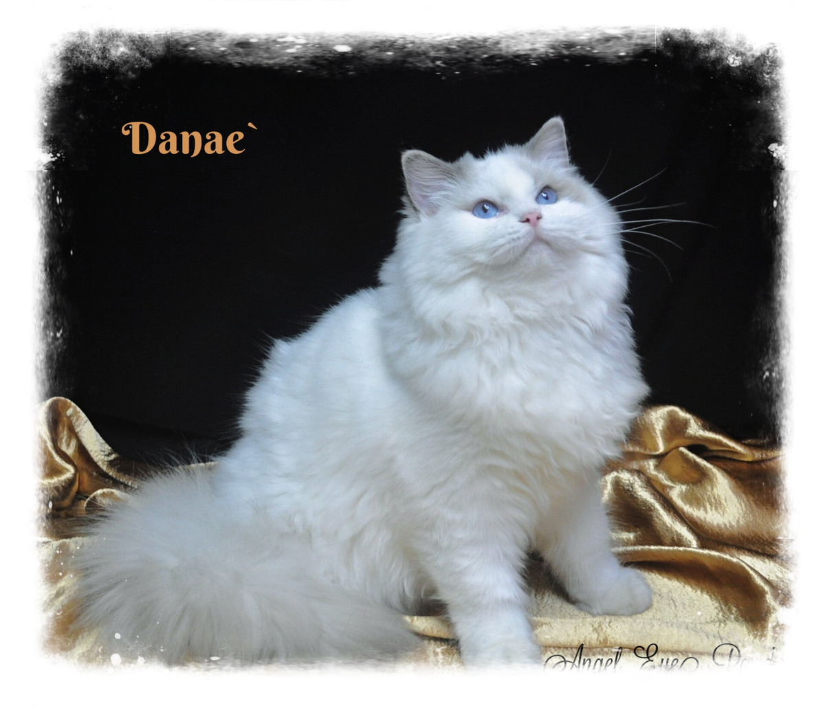 ANGELS | Angel Eyes Ragdolls