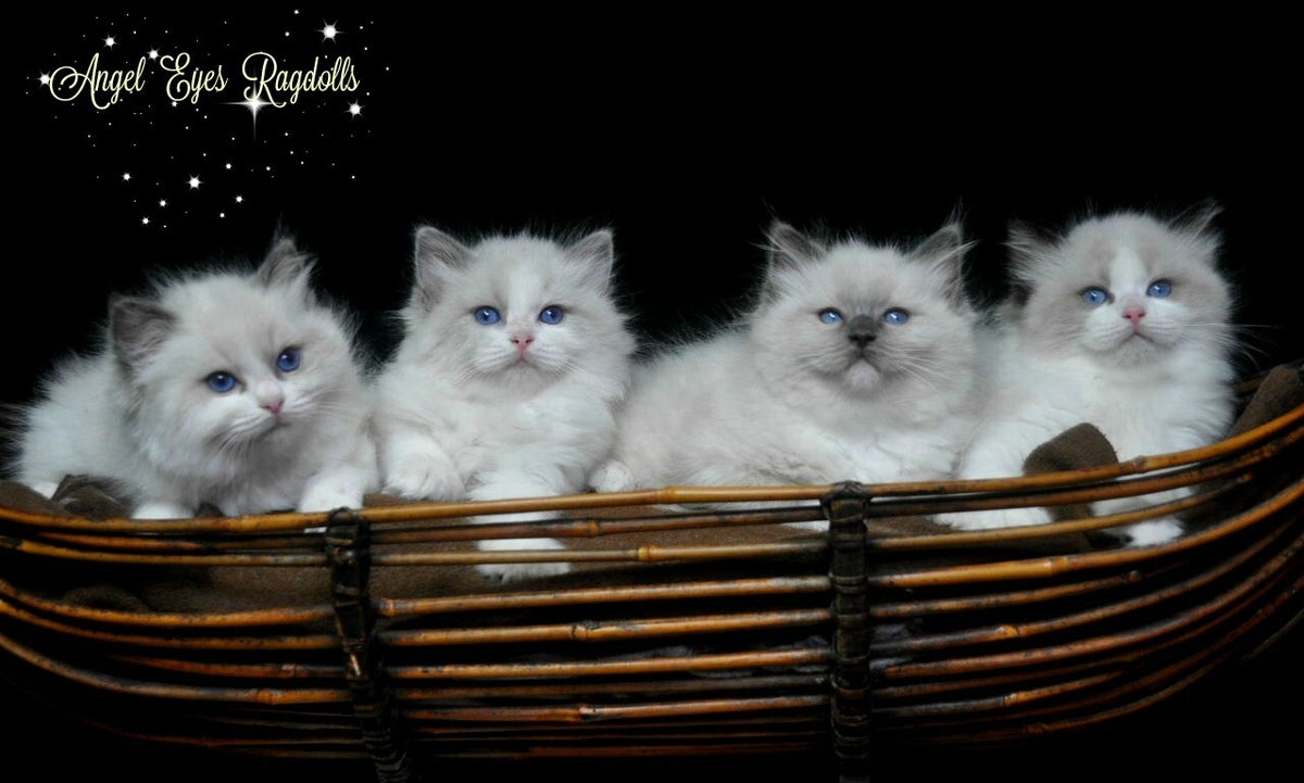 Angel Eyes Ragdolls