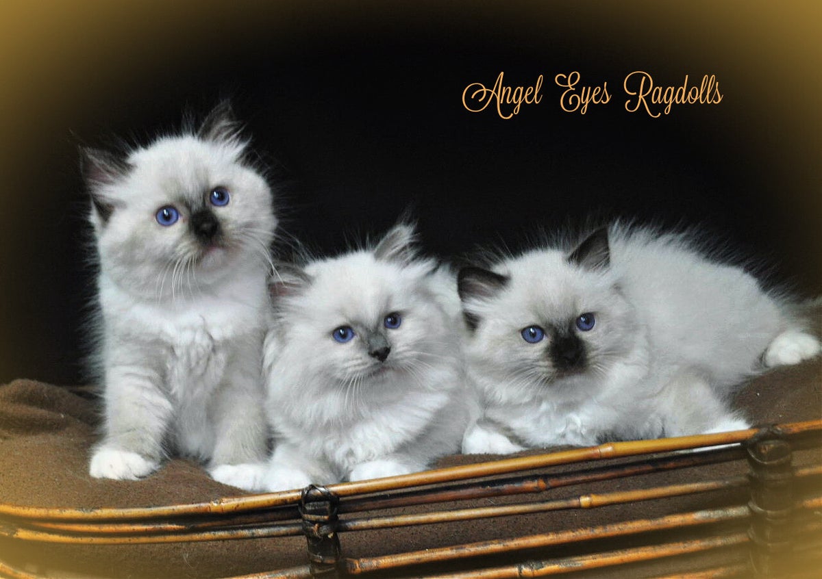 Angel Eyes Ragdolls