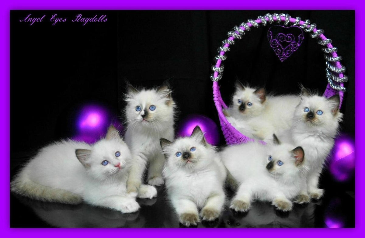 Angel Eyes Ragdolls