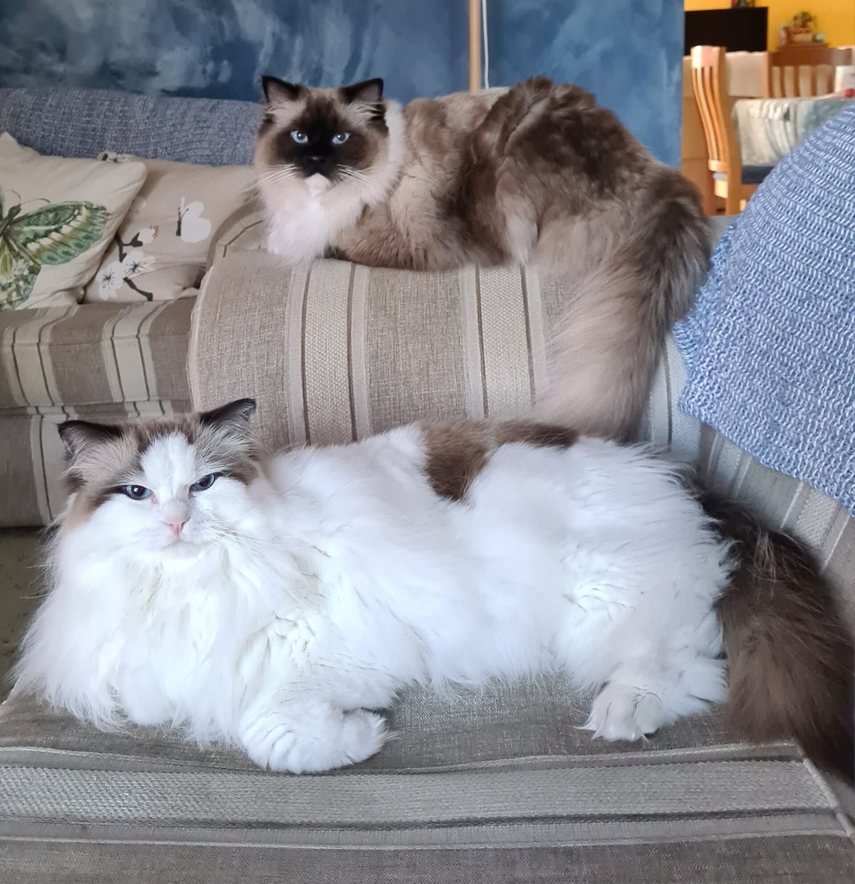 " RAGDOLL MOMENTS " Angel Eyes Ragdolls