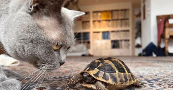 House Sitting - Cats & small animal's/reptiles
