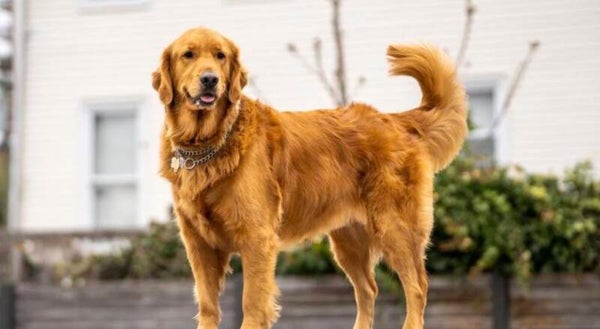 House Sitting - Dogs