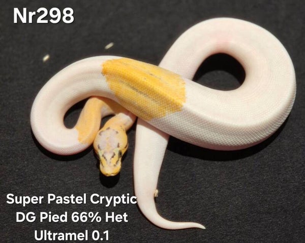 Super Pastel Cryptic DG Pied 66% Het Ultramel