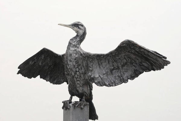 Aalscholver 'drogend'