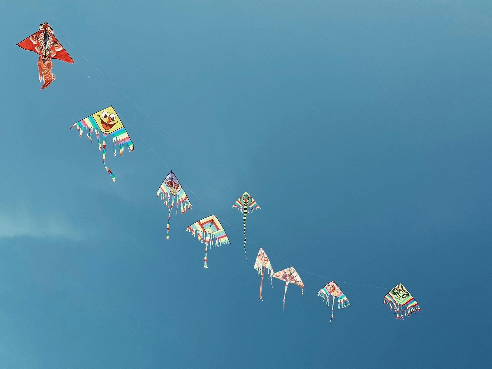 aquiloni che volano in cielo