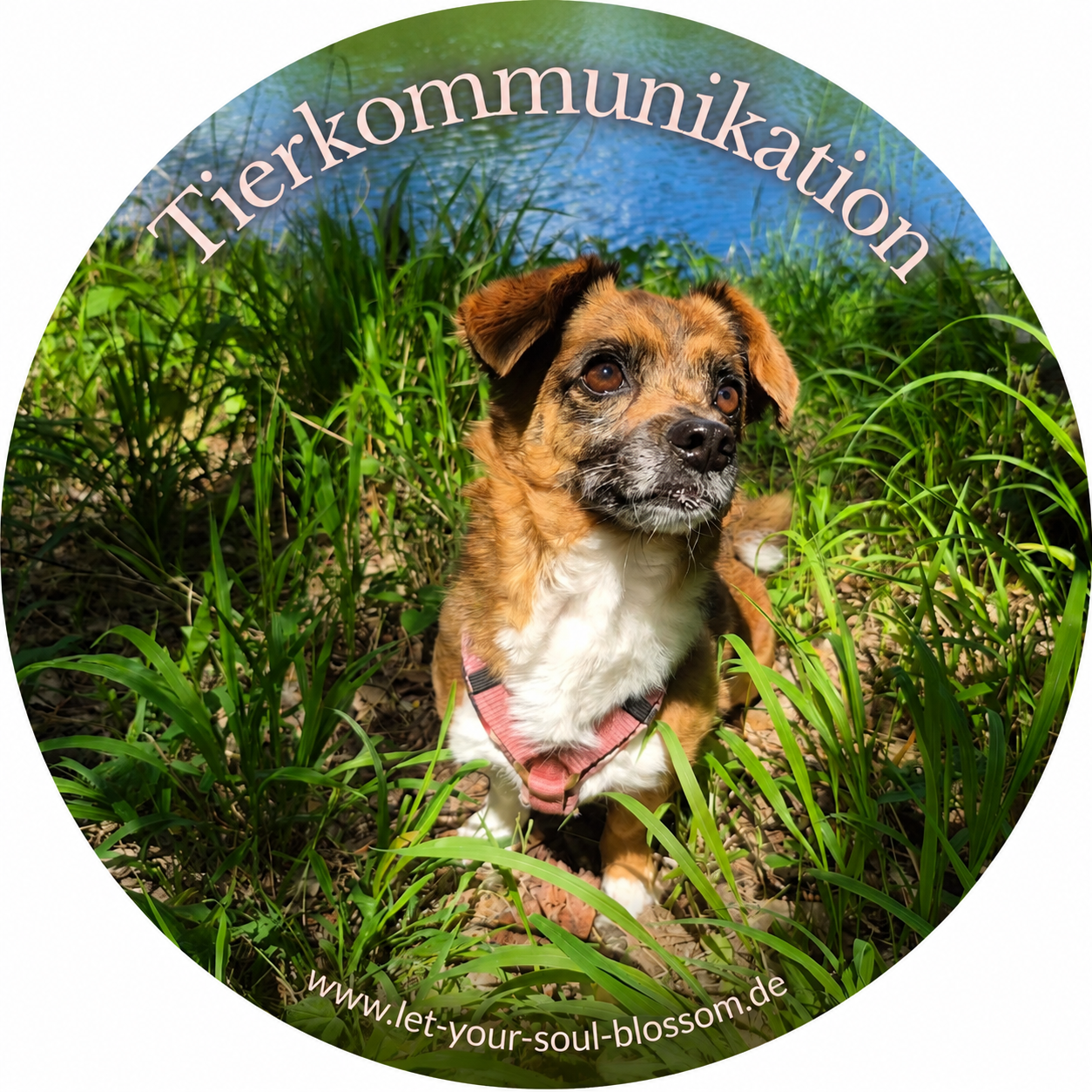 Tierkommunikation und energetische Begleitung mit Daniela Rummel