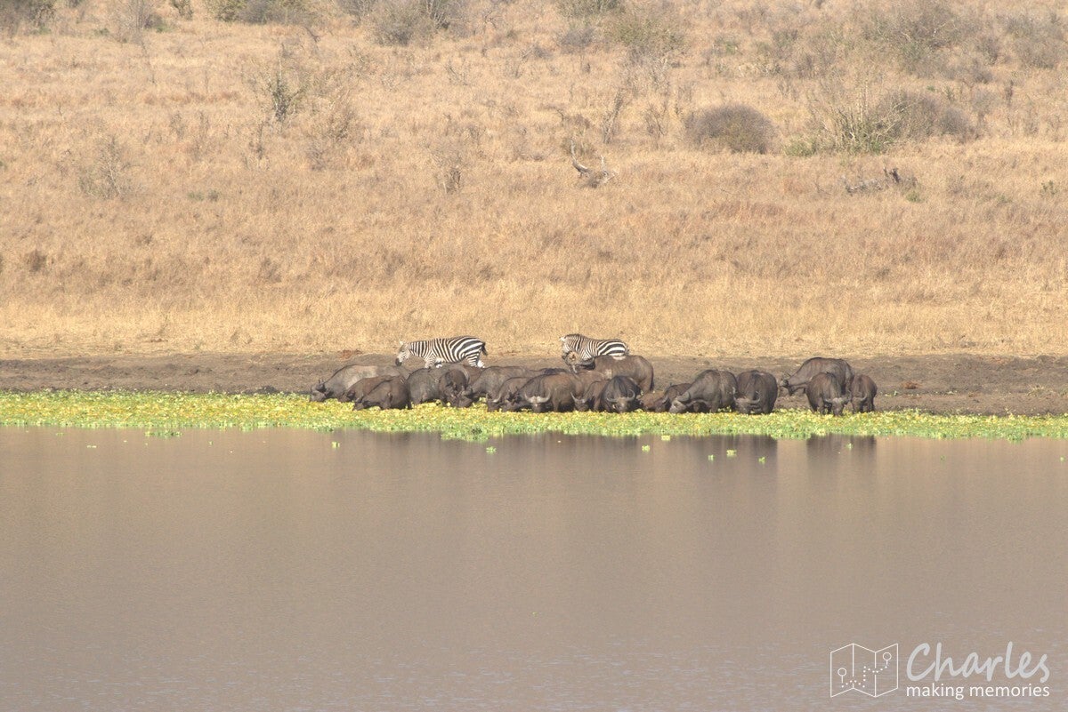Tanzania, Mkomazi NP, Kaapse Buffels
