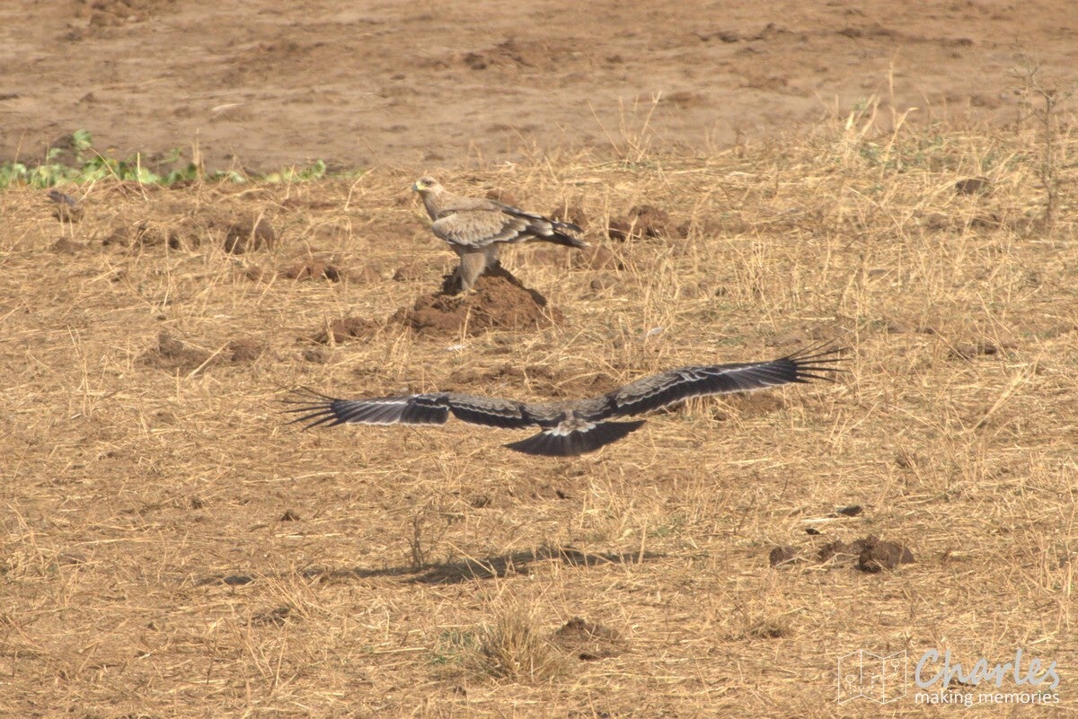 Tanzania, Mkomazi NP