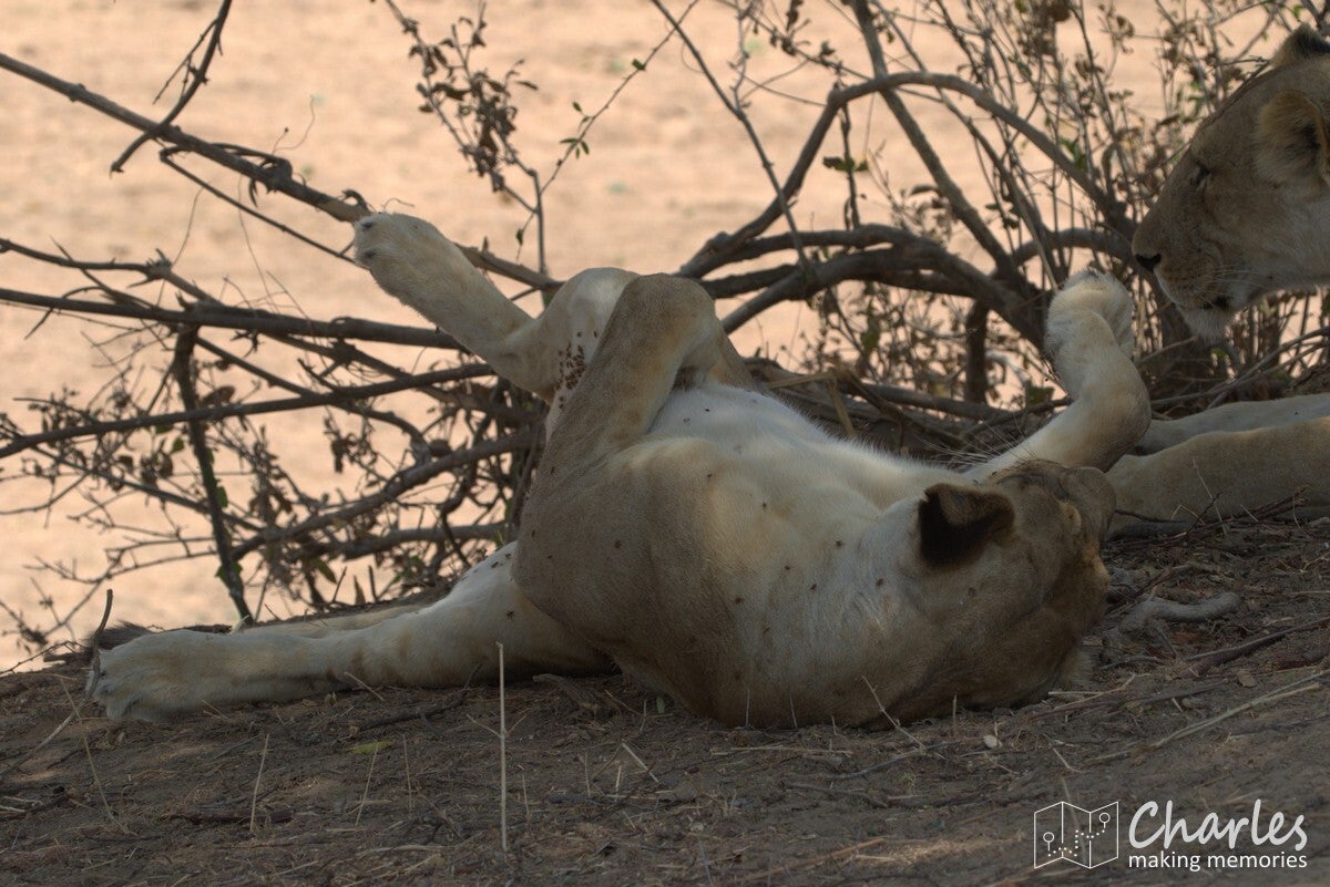 Tanzania, Ruaha NP, Leeuw