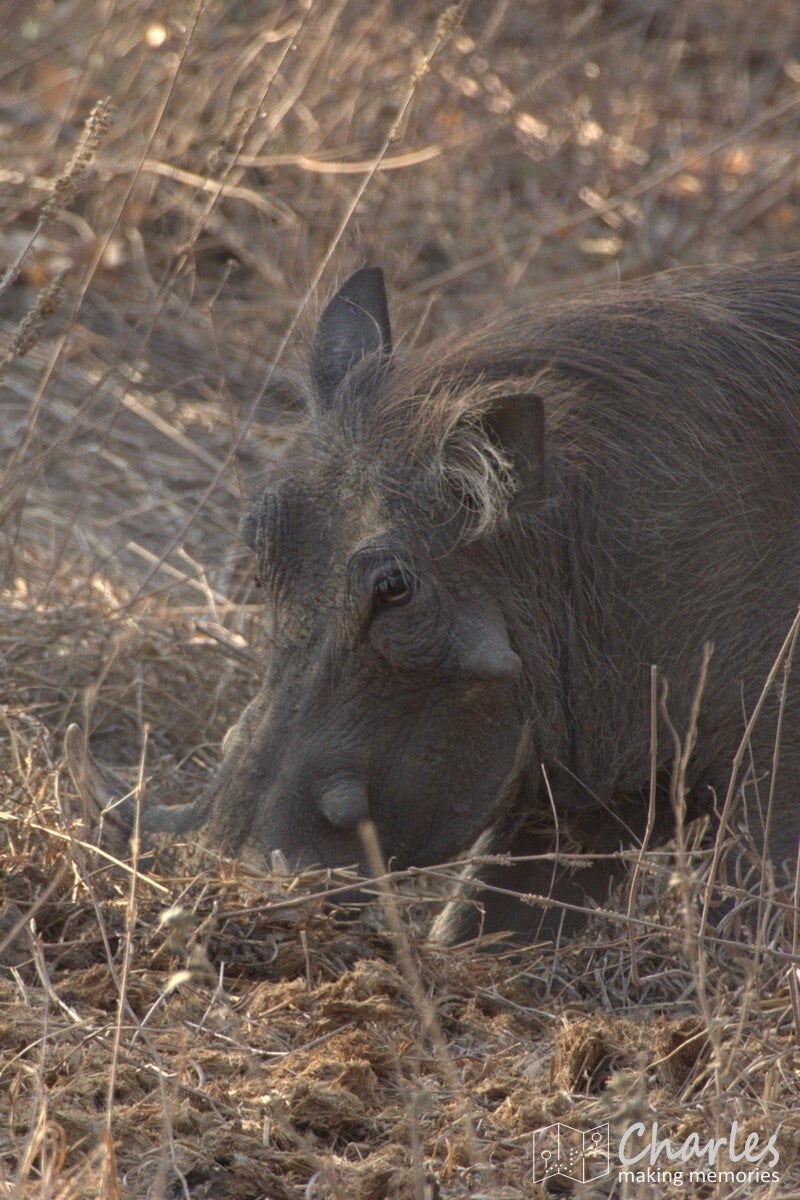 Tanzania, Ruaha NP, Knobbelzwijn