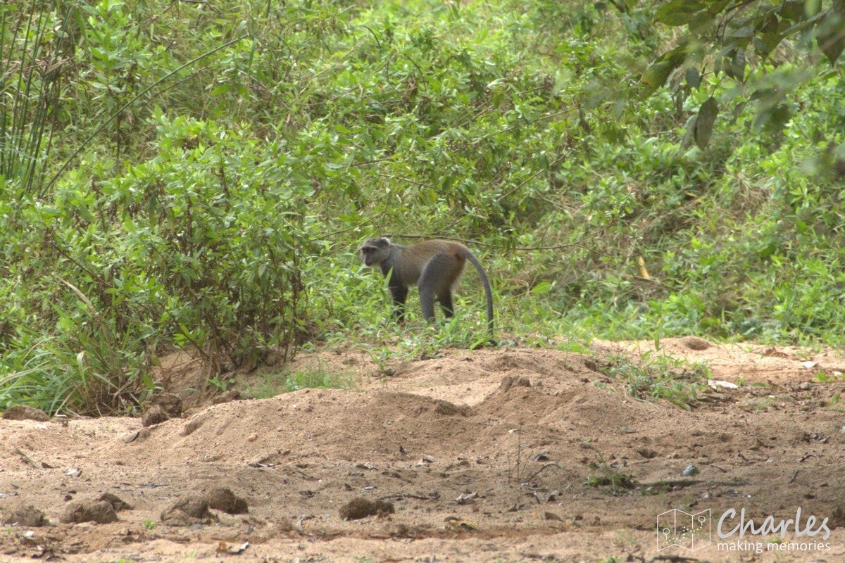 Tanzania, nabij Nyerere NP, diadeemmeerkat (blue monkey)