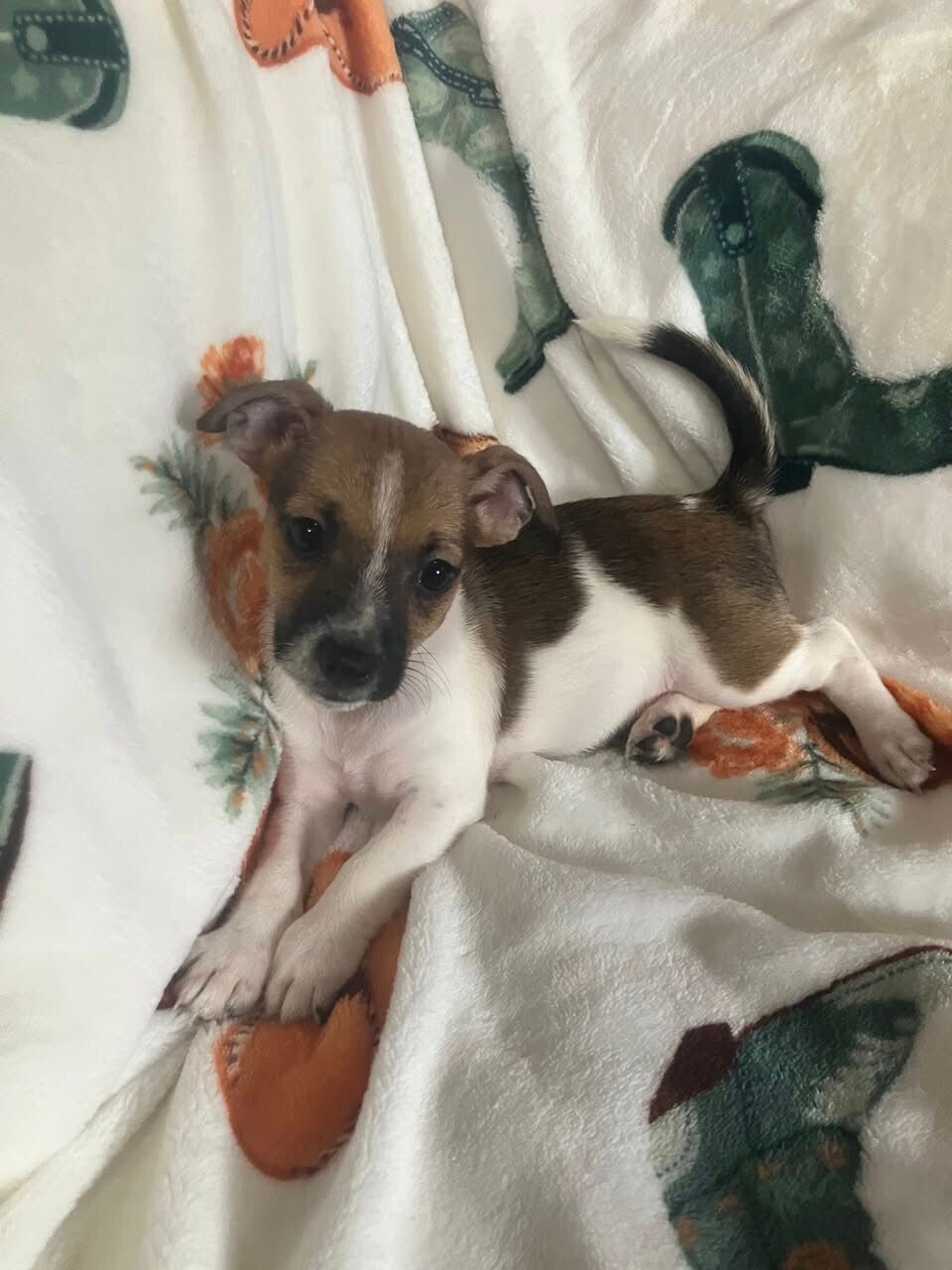 Duchess Grande Anne {Annie}