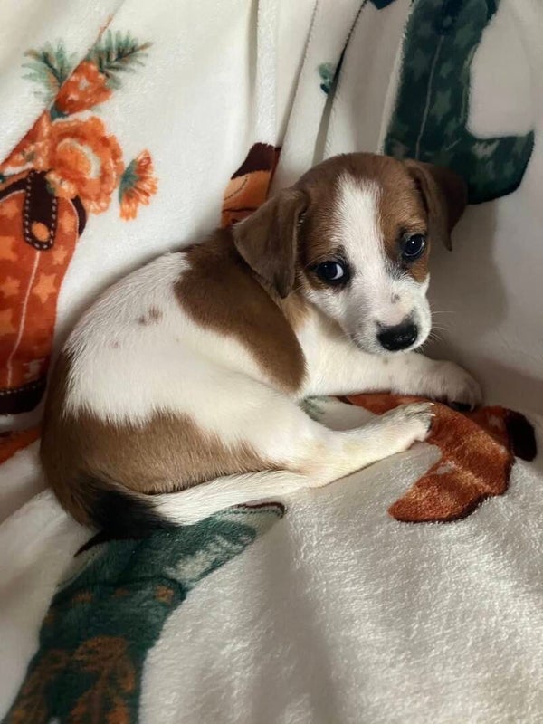 Countess Cecelia (Cece)