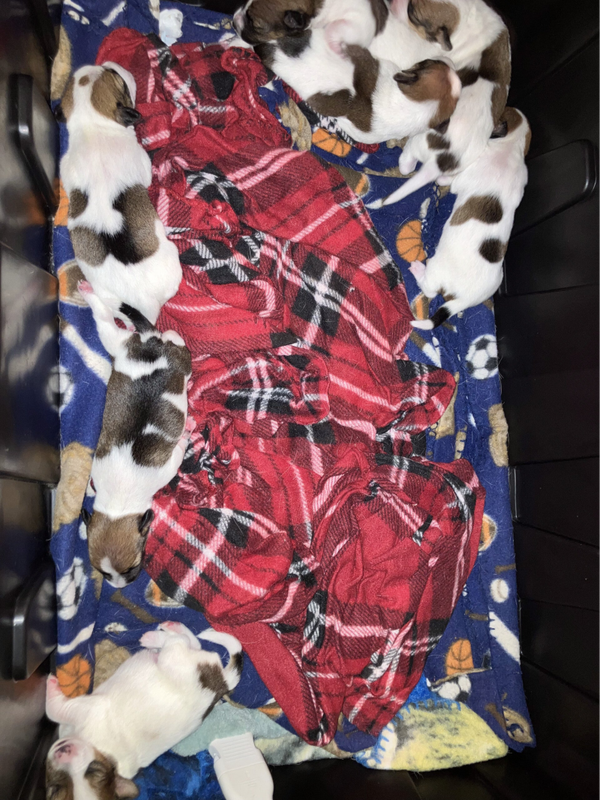 Duchess Grande Anne {Annie}