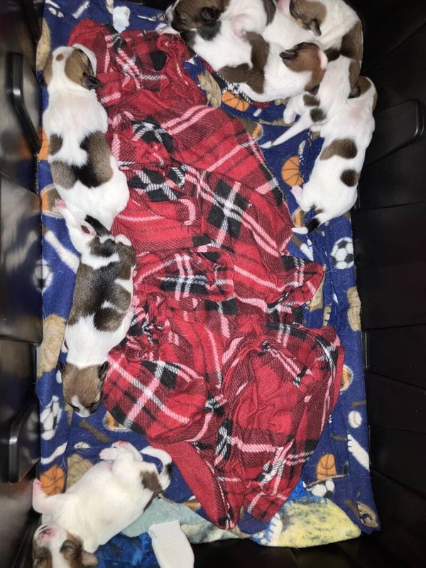 Countess Cecelia (Cece)